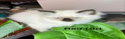 Ragdoll cats for sale: 💖Fabulous Pure Ragdoll Kittens Waiting for Love❤️ - Advert 26