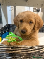 Australian Labradoodle dogs Australian Labradoodle Puppies F1b - Advert 4