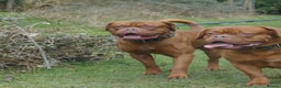 Dogue De Bordeaux dogs for stud: Proven Dogue De Bordeaux Health tested in Cinderford - Advert 2
