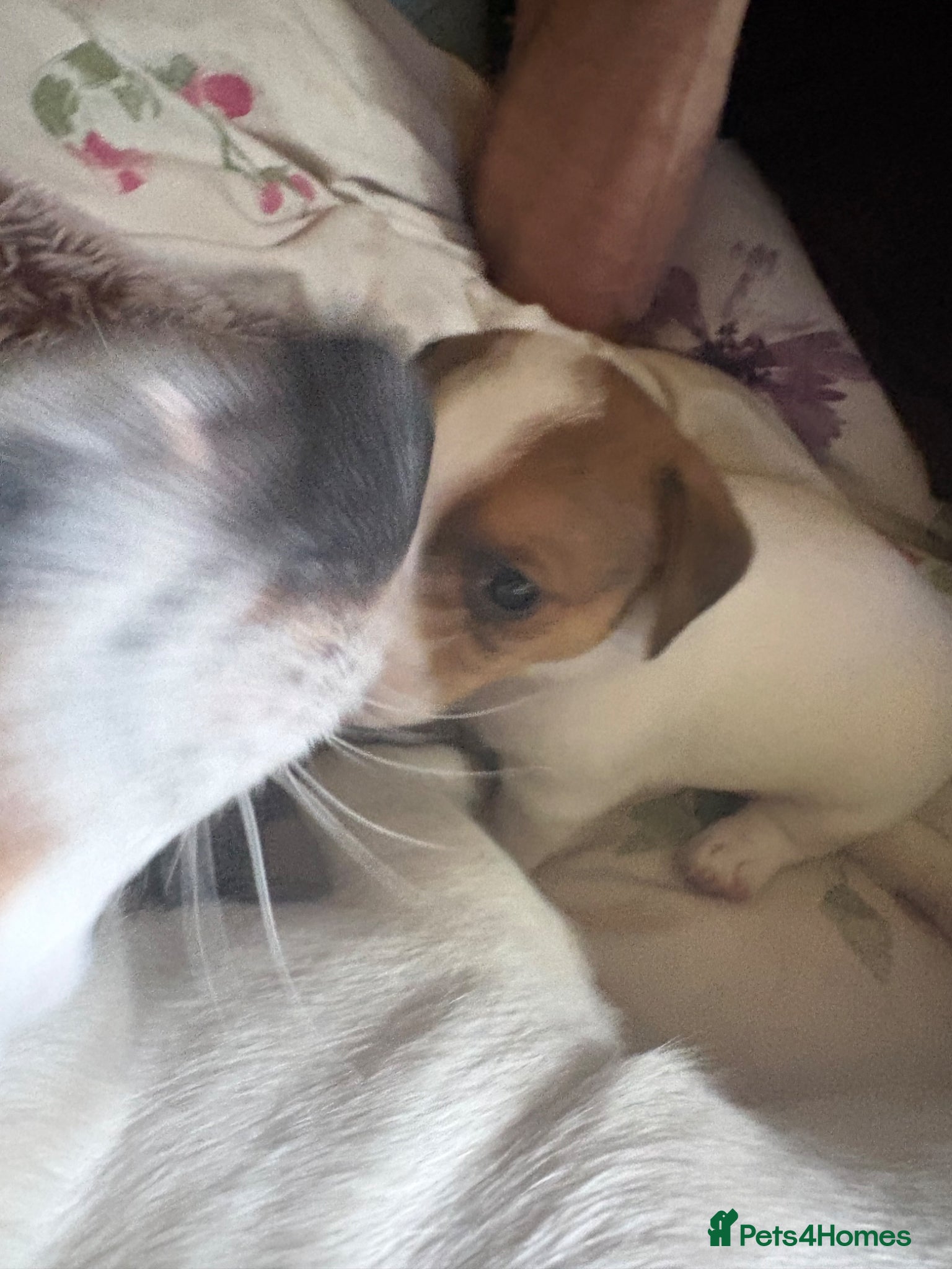 Jack Russell dogs for sale: Jack russel puppies for sale  in Washington - Advert 6