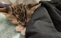 Mixed Breed cats for sale: Mixed breed 7 week old kitten  - Image 6