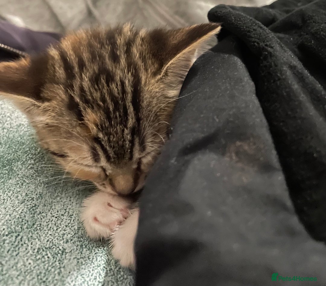 Mixed Breed cats for sale: Mixed breed 7 week old kitten  - Image 6