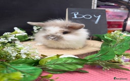 Mini Lion Lop rabbits for sale: Baby mini lion lops AVAILABLE - Image 4