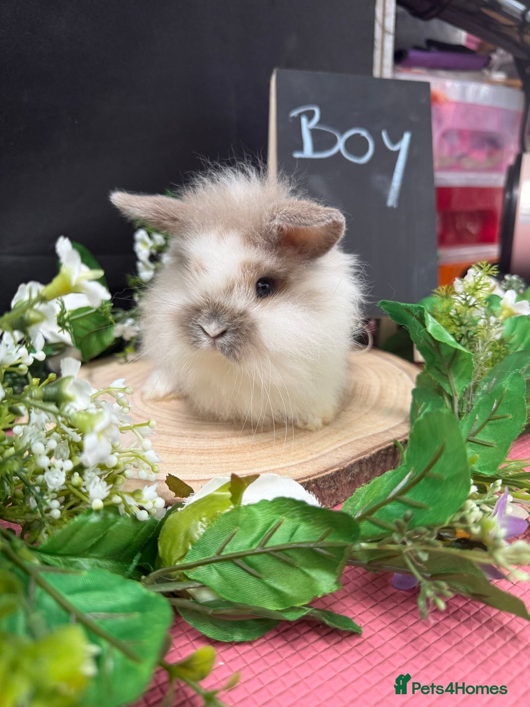 Mini Lion Lop rabbits for sale: Baby mini lion lops AVAILABLE - Image 4