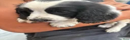 English Springer Spaniel dogs for sale: Springer spaniel puppies - Advert 19