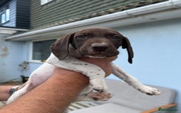 German Shorthaired Pointer dogs for sale: German shorthairs pointer - Image 2