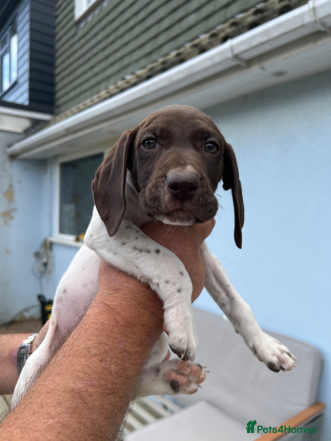 German Shorthaired Pointer dogs for sale: German shorthairs pointer - Image 2