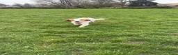 Cocker Spaniel dogs for sale: Rehome max in Fordingbridge - Advert 5