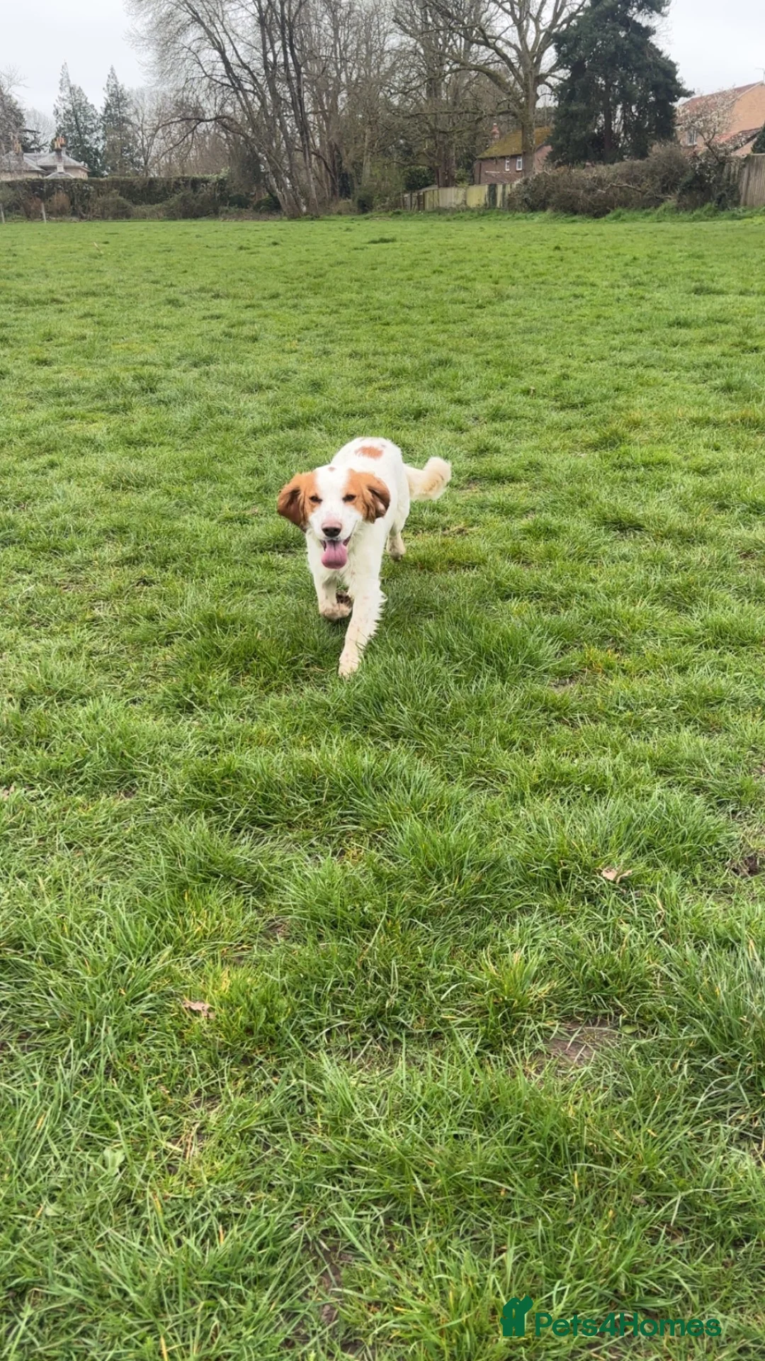 Cocker Spaniel dogs for sale: Rehome max in Fordingbridge - Advert 5