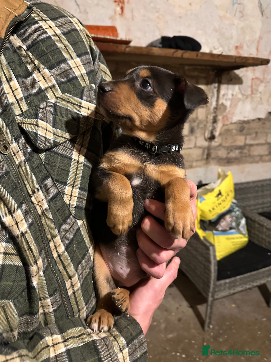 Australian Kelpie dogs for sale: Australian Kelpie Puppies - Advert 9