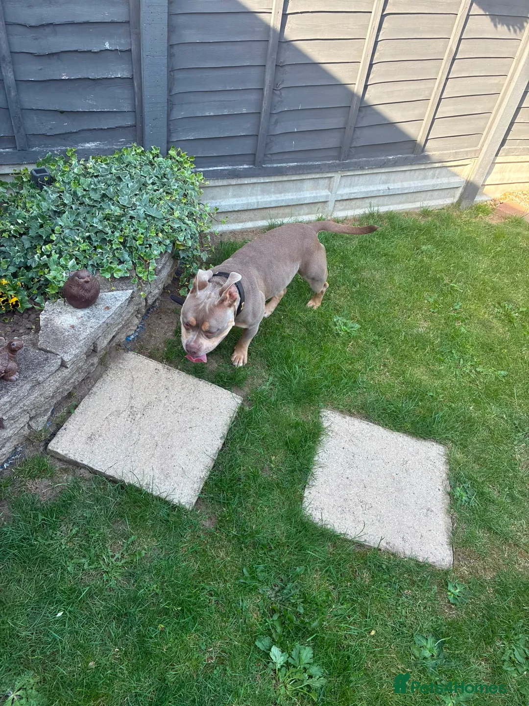American Bull Staffy dogs for sale: Pocket bully  in Leicester - Advert 2
