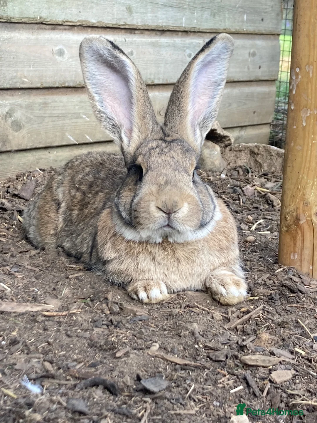 Continental Giant rabbits for sale: 🐰 GORGEOUS 14-MONTH-OLD CONTINENTAL GIANT BUCK - Advert 2
