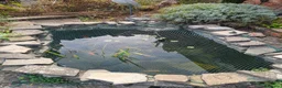 Koi Carp fish for sale: Koi Carp in Guildford - Advert 6