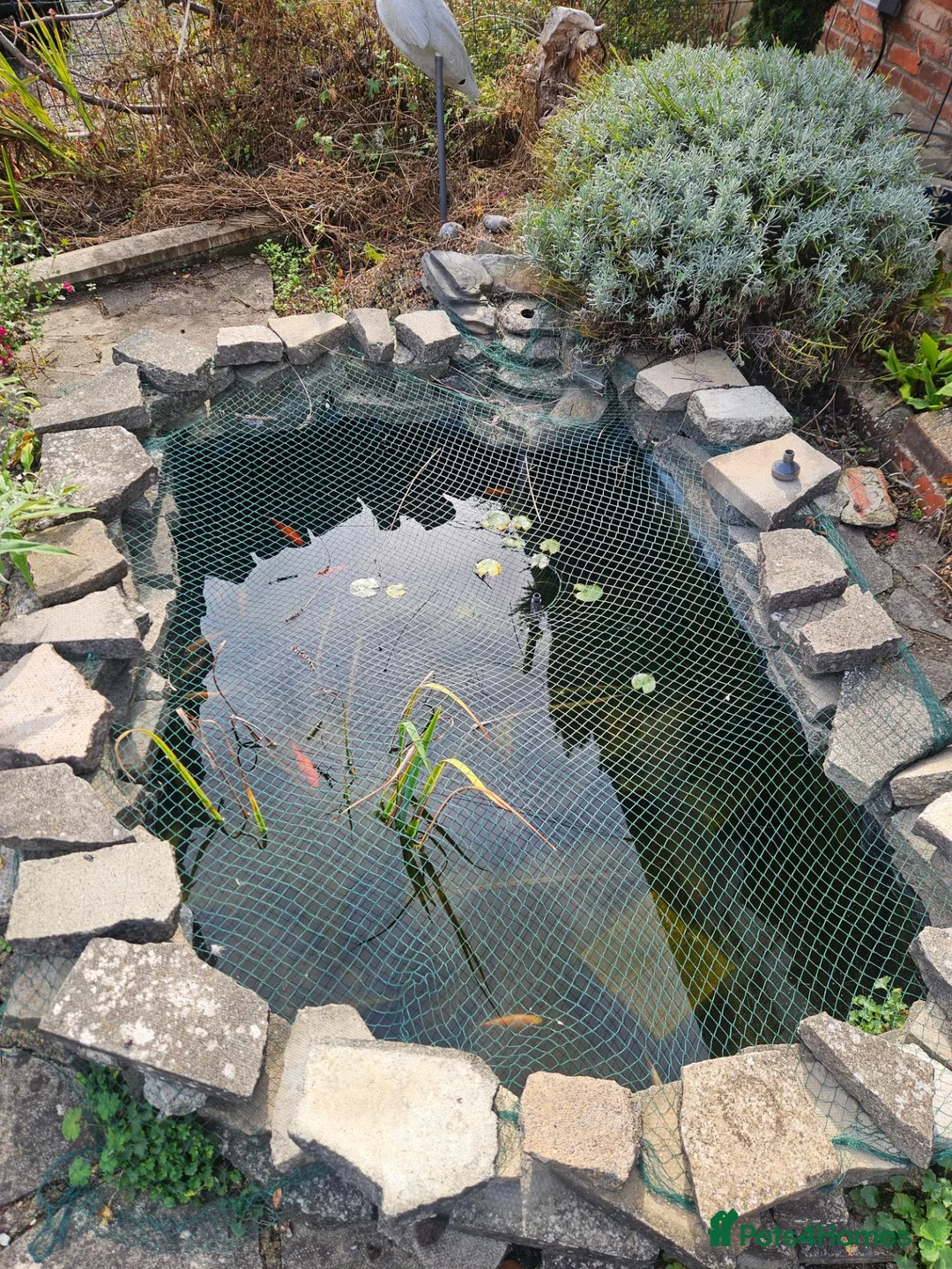 Koi Carp fish for sale: Koi Carp in Guildford - Advert 6