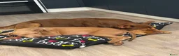 American Bull Staffy dogs for sale: Ronnie - Advert 3