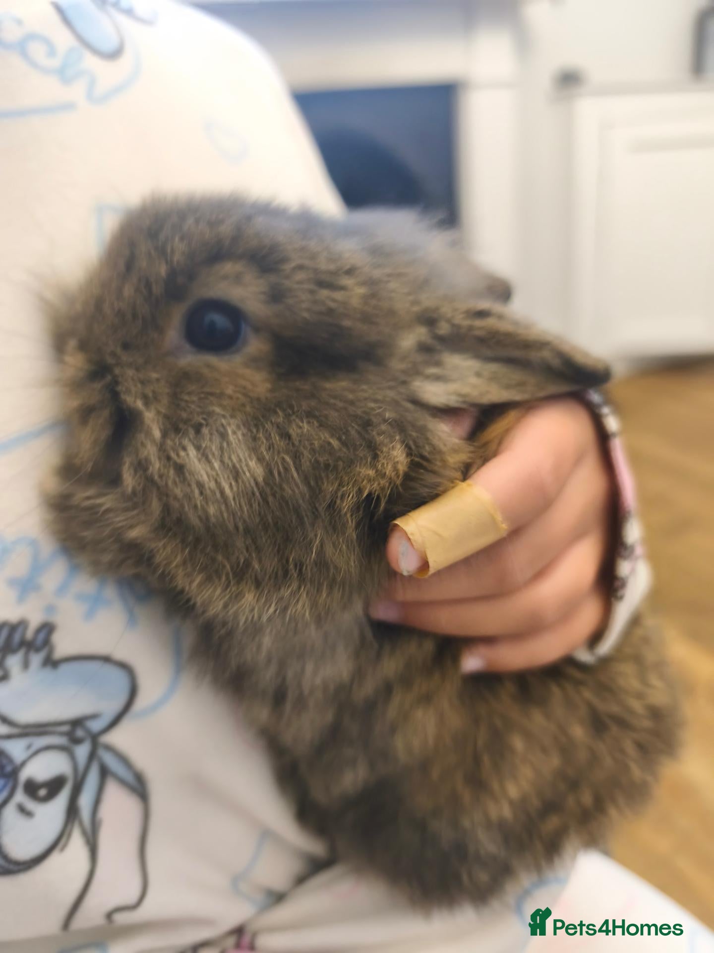 Mini Lion Lop rabbits Ready 23rd October  - Advert 2