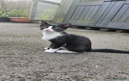 Domestic Shorthair cats for sale: 2 Cats for sale - Image 1