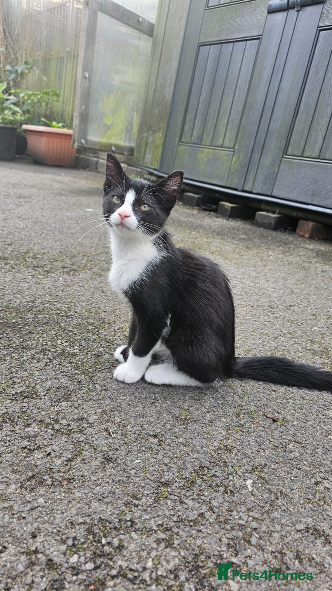Domestic Shorthair cats for sale: 2 Cats for sale - Image 1