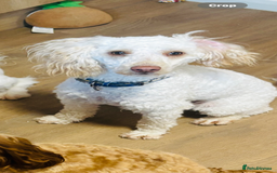 Poodle dogs for stud: Available for stud - Image 3