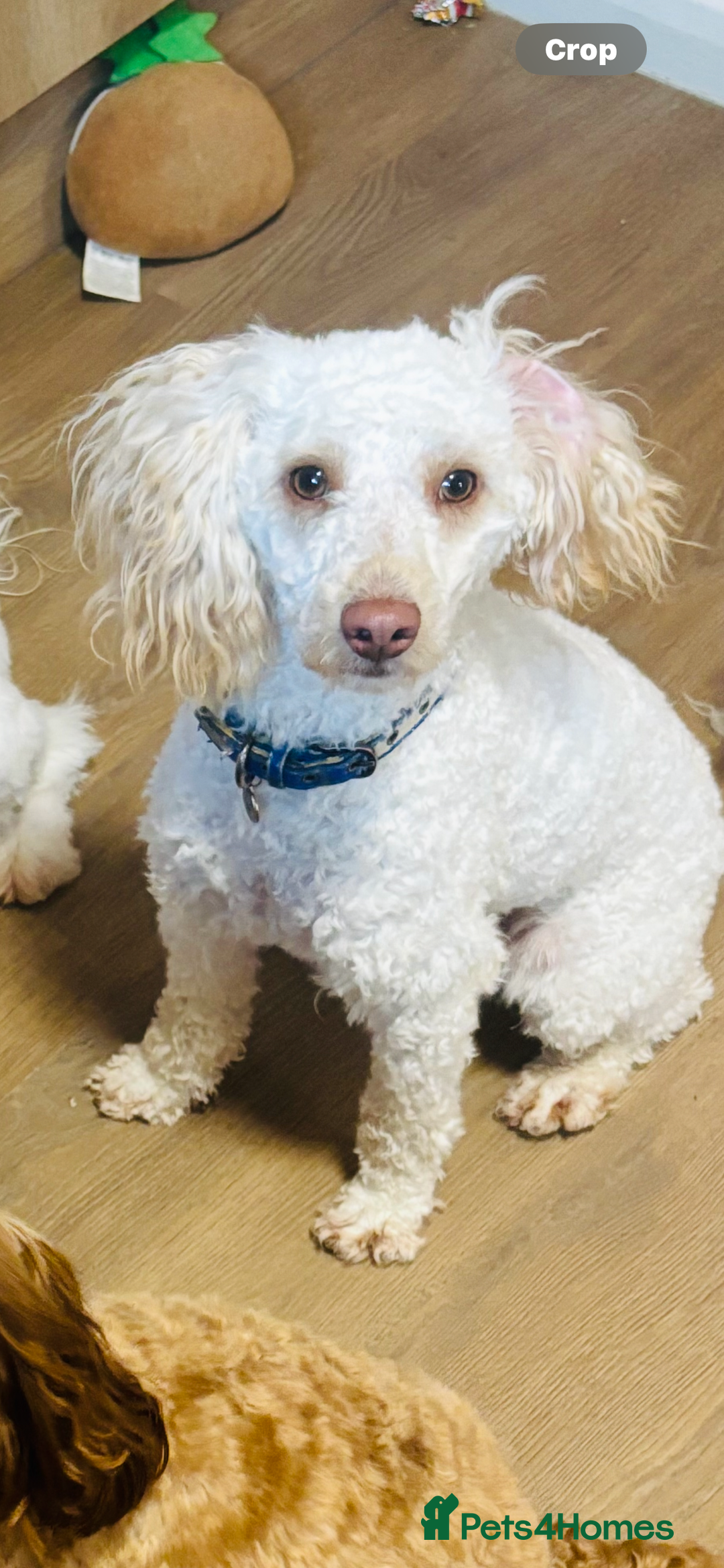 Poodle dogs for stud: Available for stud - Image 3