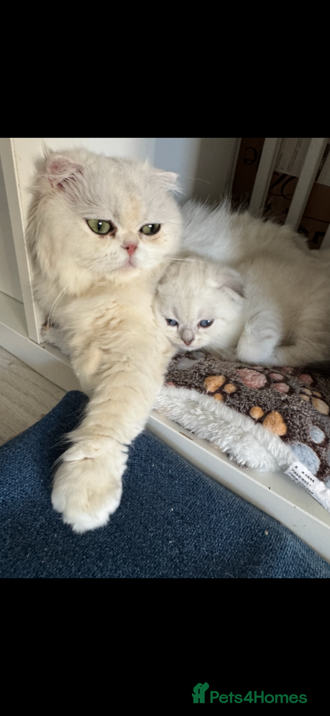 Scottish Fold cats for sale: 2 Stunning Scottish Fold Litters Available - Advert 9