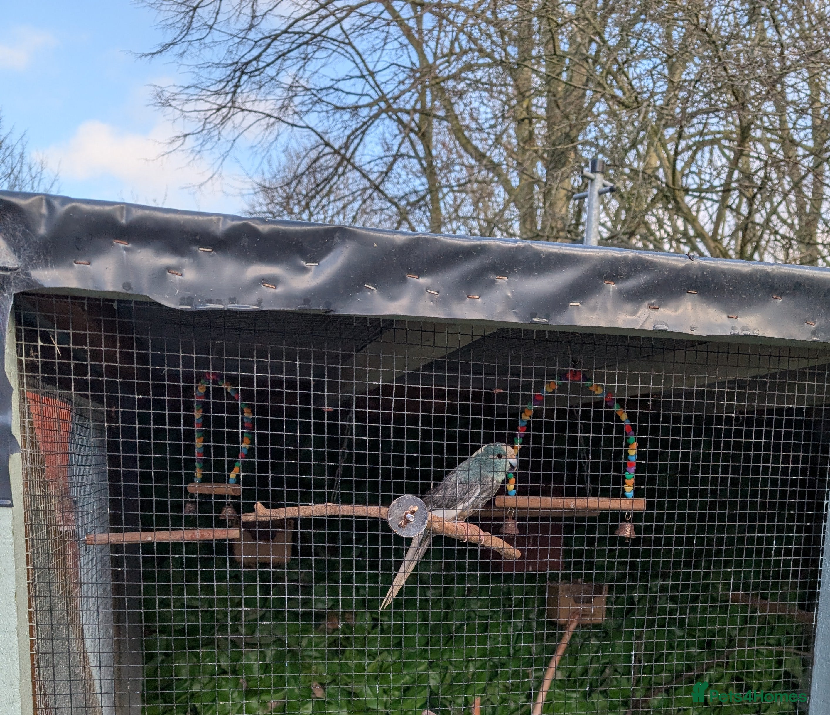 Conures birds Male kakariki  - Advert 3