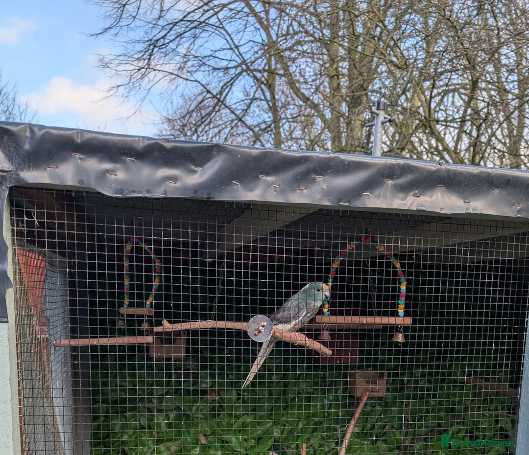 Conures birds for sale: Male kakariki  - Advert 1