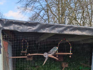 Conures birds Male kakariki - Advert 5