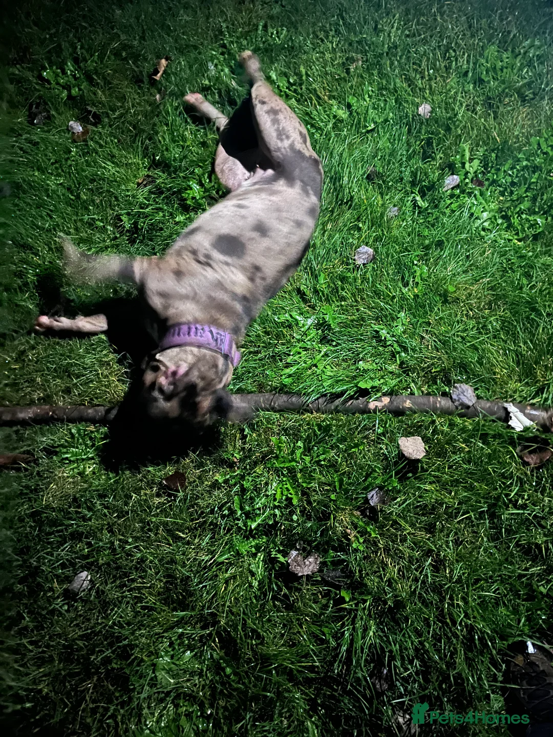 Mixed Breed dogs for sale: Karma new home - Advert 5