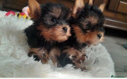Yorkshire Terrier dogs for sale: Tiny Miniature Yorkshire Terrier puppies  - Image 14