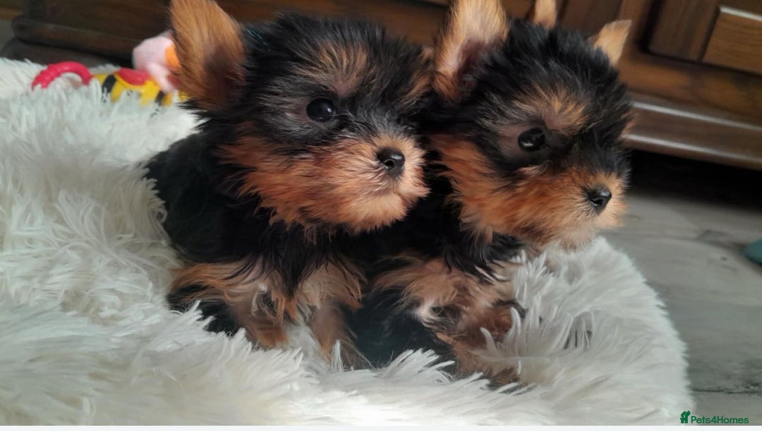 Yorkshire Terrier dogs for sale: Tiny Miniature Yorkshire Terrier puppies  - Image 14