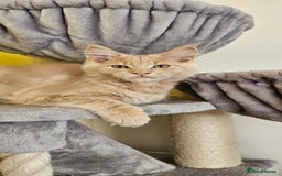 Maine Coon cats for sale: TICA Reg Maine Coon Kittens - Image 12