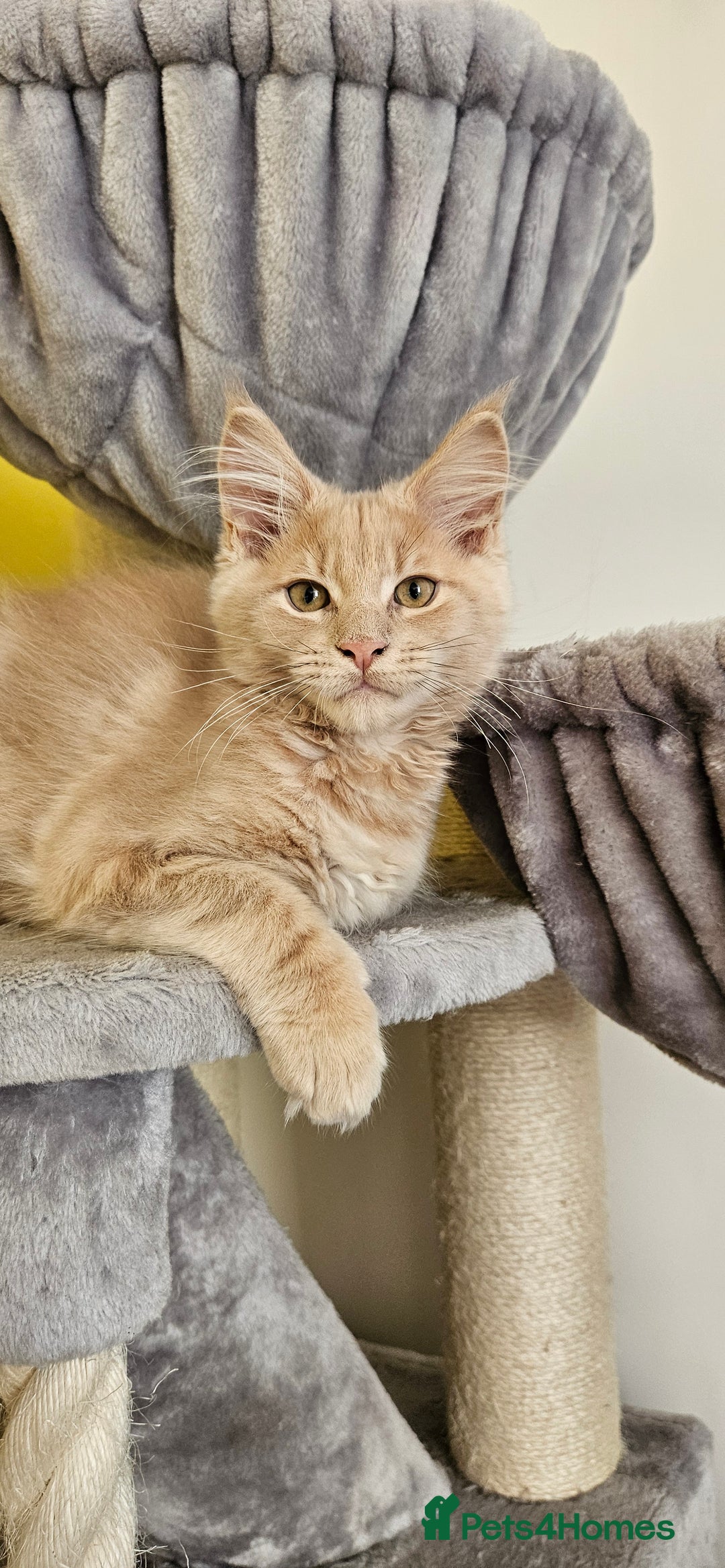 Maine Coon cats for sale: TICA Reg Maine Coon Kittens - Image 12