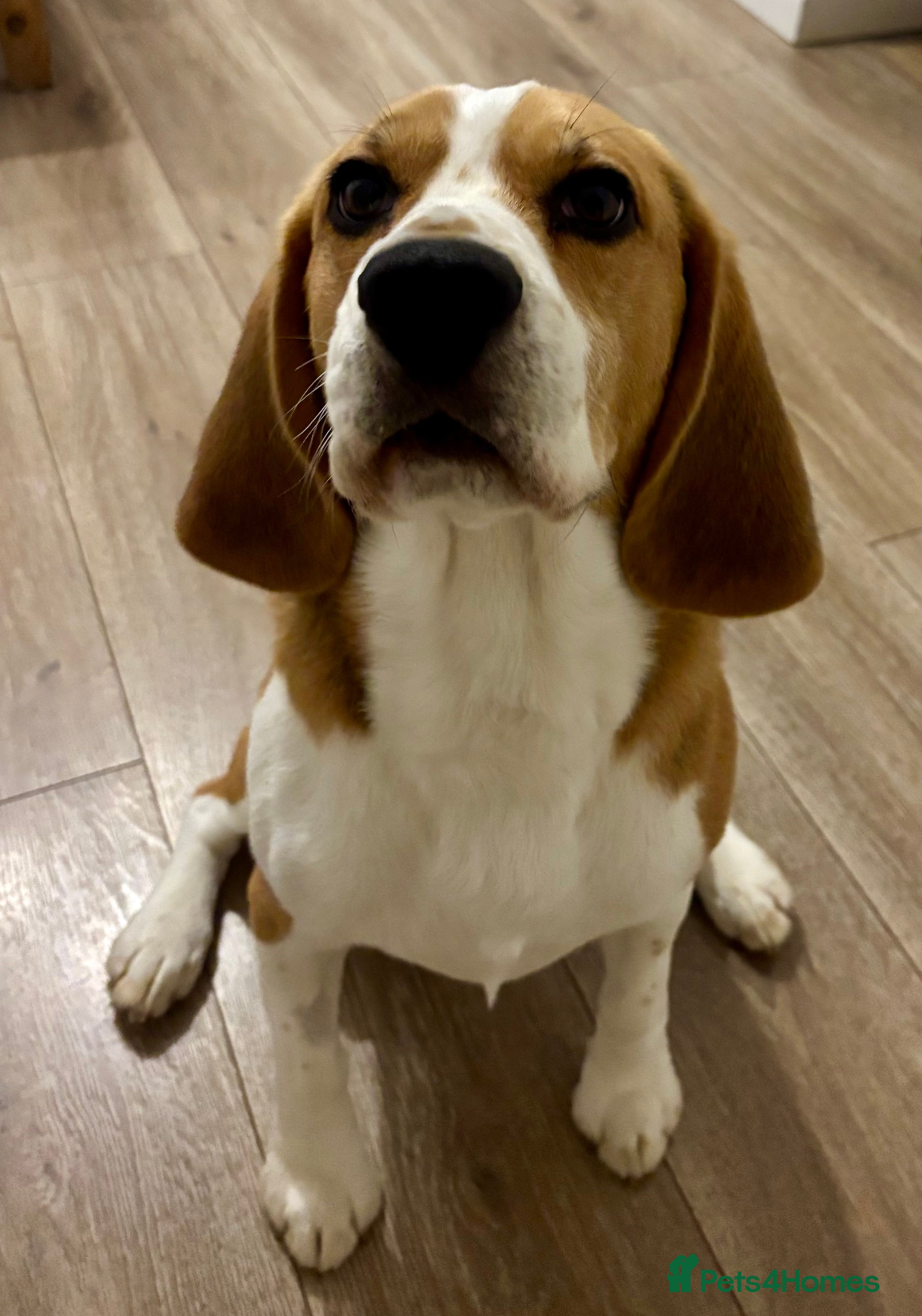 Beagle dogs Buddy boy  - Advert 11