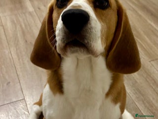 Beagle dogs Buddy boy - Advert 9