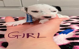 Dalmatian dogs for sale: Stunning KC Reg Dalmatian puppies  in Bristol - Image 34