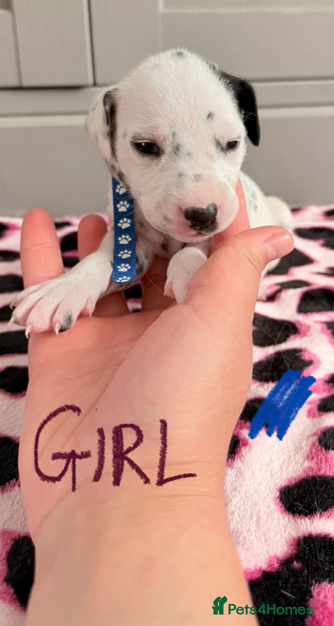 Dalmatian dogs for sale: Stunning KC Reg Dalmatian puppies  in Bristol - Image 34