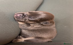 French Bulldog dogs for sale: Frenchies  - Advert 12