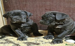Cane Corso dogs for sale: Top quality  - Image 2