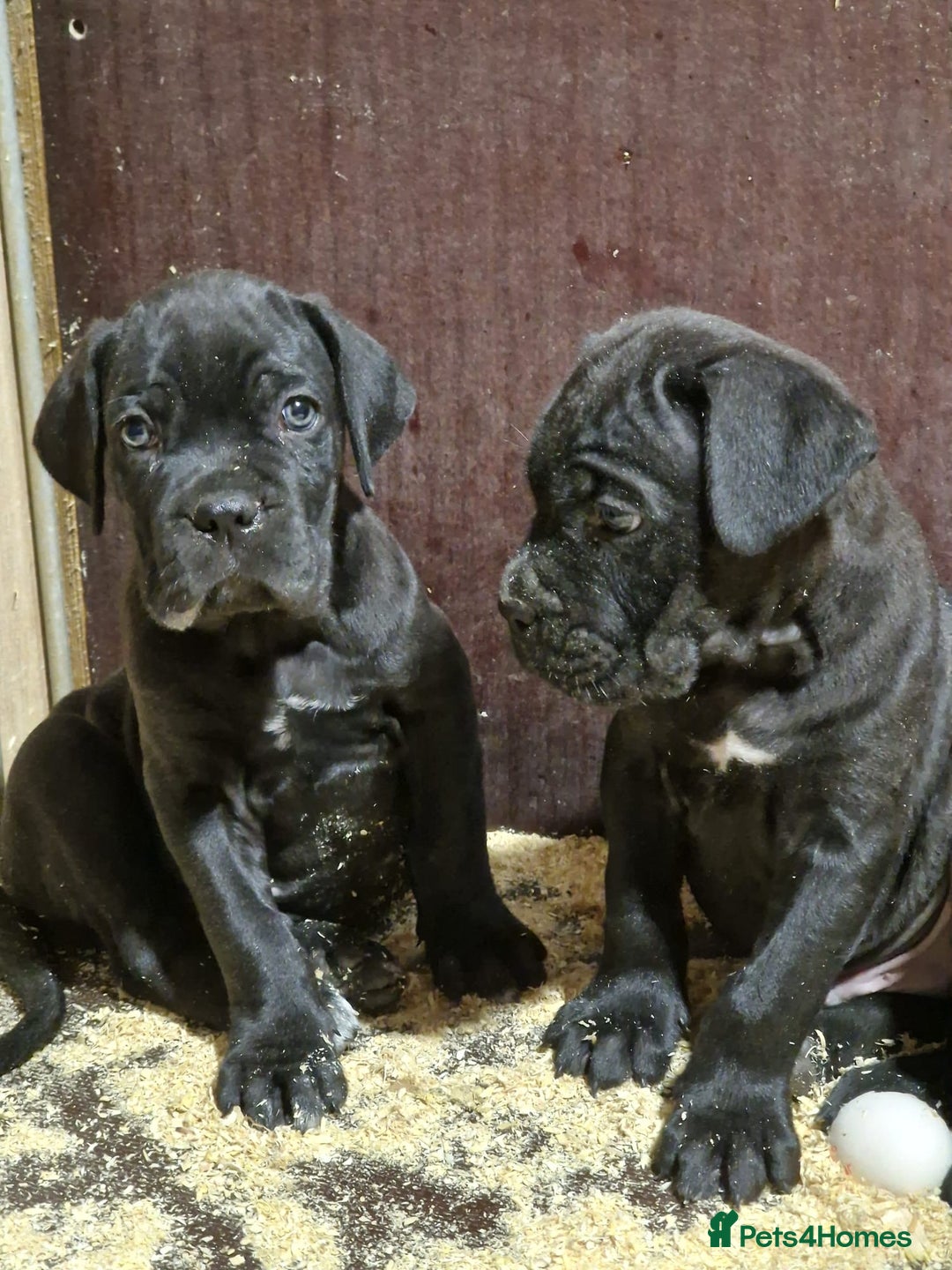 Cane Corso dogs for sale: Top quality  - Image 2