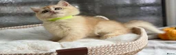 British Shorthair cats for sale: 💛Premium golden chinchilla bsh kittens 💛 - Advert 36