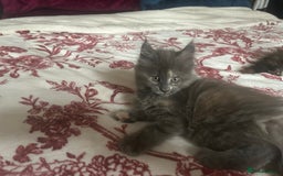 Maine Coon cats for sale: 5 beautiful maine coones  - Image 28