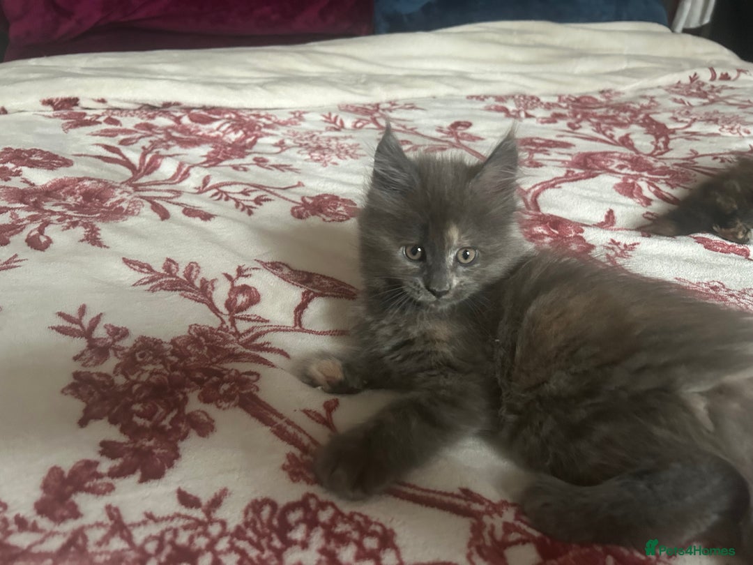 Maine Coon cats for sale: 5 beautiful maine coones  - Image 28