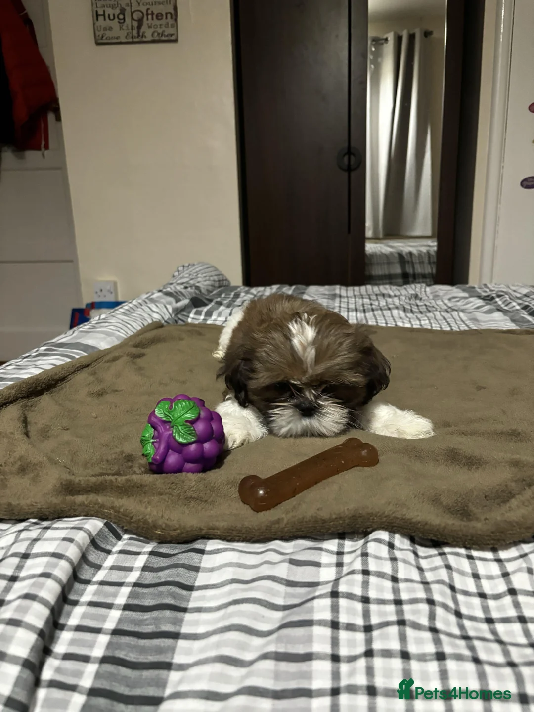 Shih Tzu dogs for sale: Shih Tzu puppies - Advert 27
