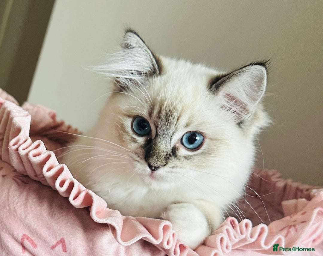 Ragdoll cats for sale: 💜GCCF Family Raised 💜 ragdoll kitten 🐾 - Image 5