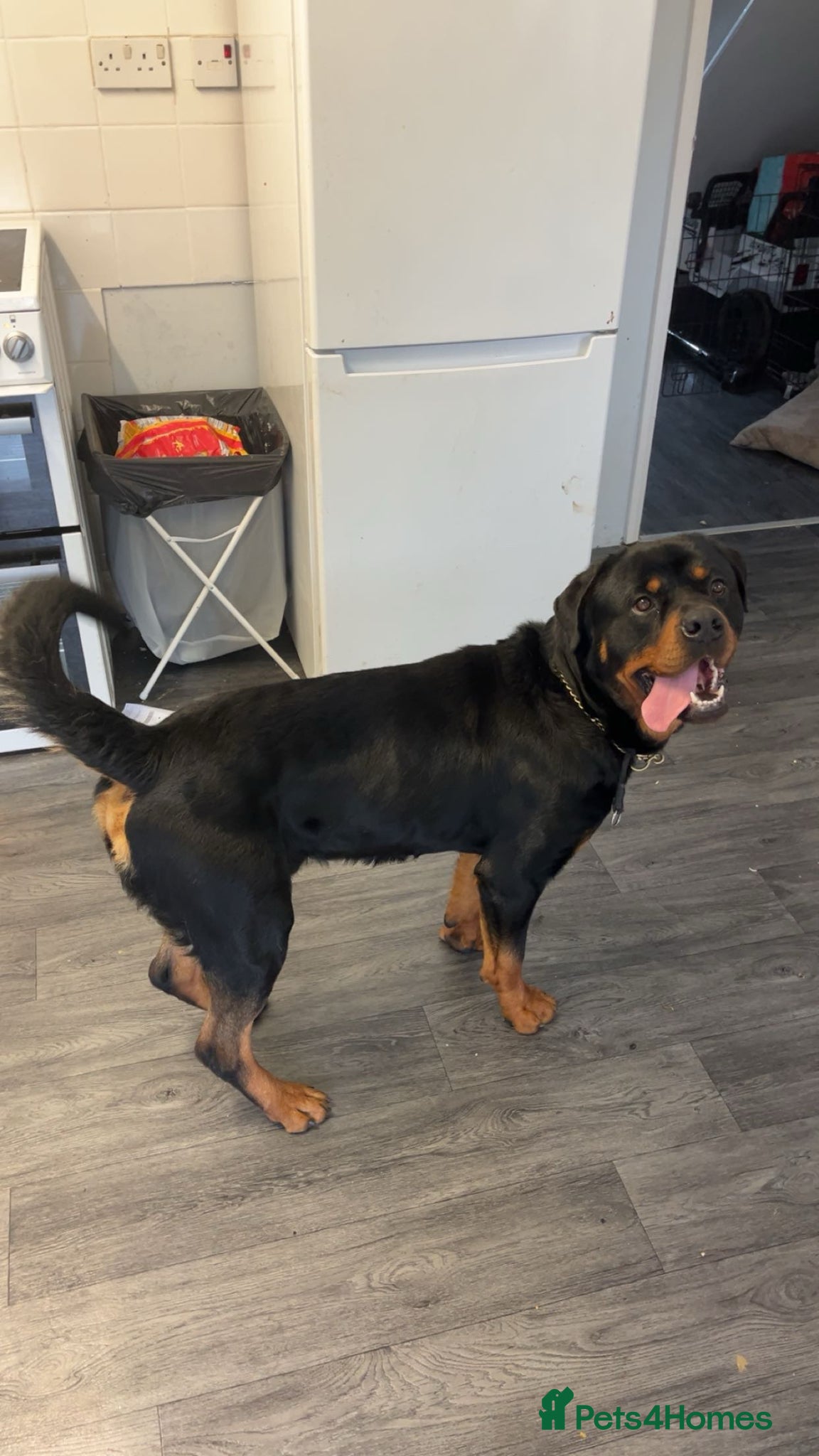 Rottweiler dogs Male Rottweiler  - Advert 1