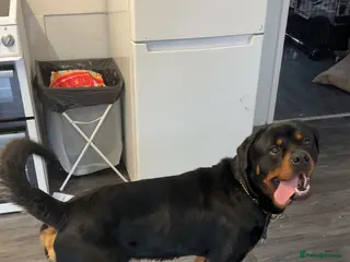 Rottweiler dogs Male Rottweiler - Advert 1