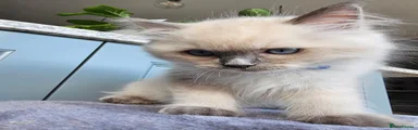 Ragdoll 2