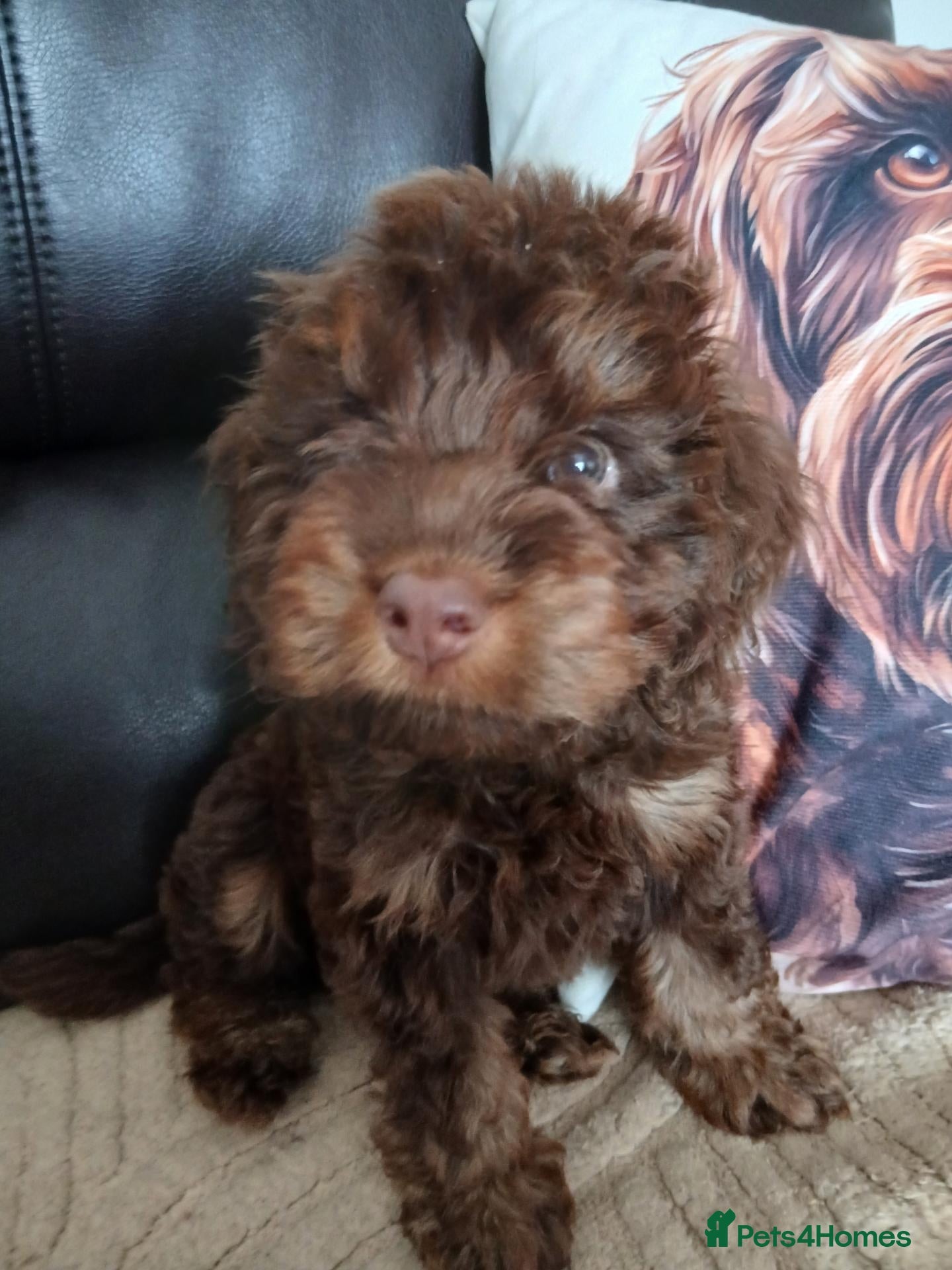 Cockapoo dogs F1 cockapoo Puppies PRA CLEAR - Advert 2