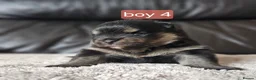 Pomeranian dogs for sale: Beautifull litter of full pomeranians - Advert 16